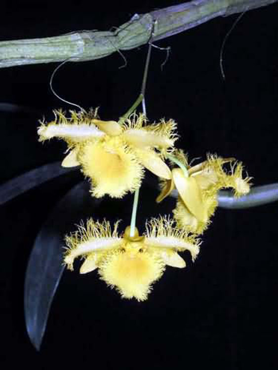 Dendrobium harweyanum 1