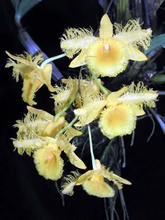 Dendrobium harweyanum 2