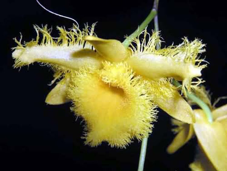 Dendrobium harweyanum 3