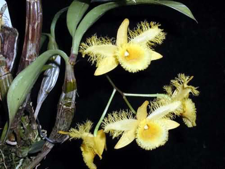 Dendrobium harweyanum