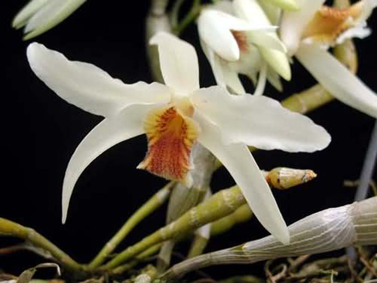 Dendrobium heterocarpum 3