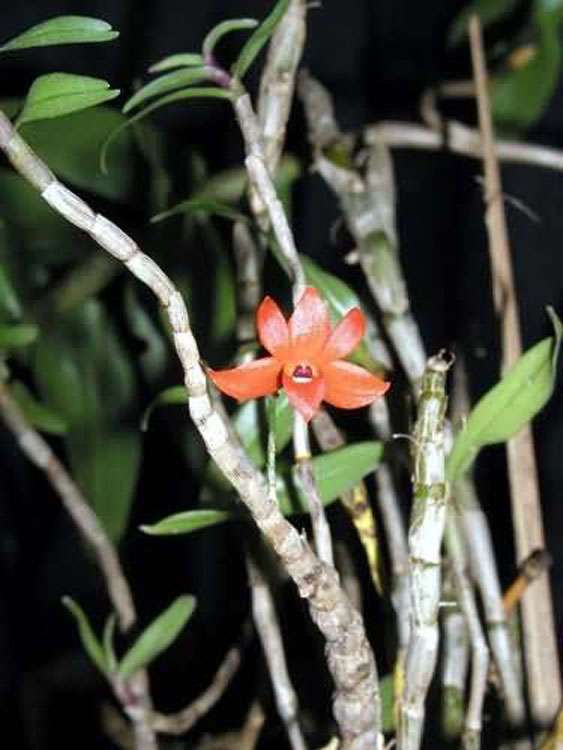 Dendrobium jakobsonii 2