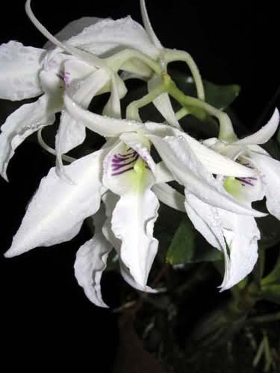 Dendrobium johnsoniae 5