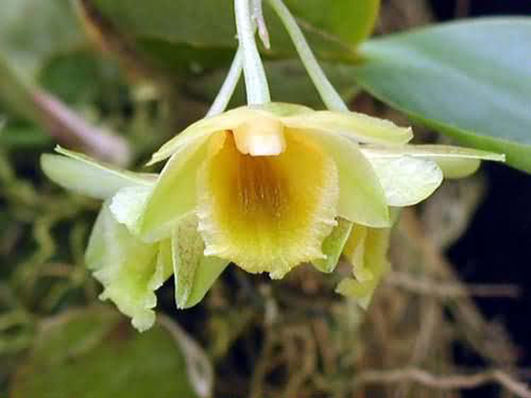 Dendrobium lamellatum indonesia