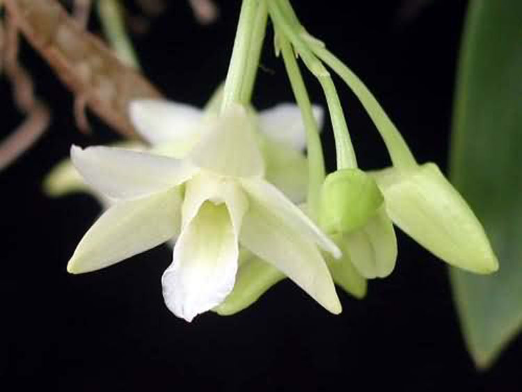 Dendrobium lamellatum phillipines 1