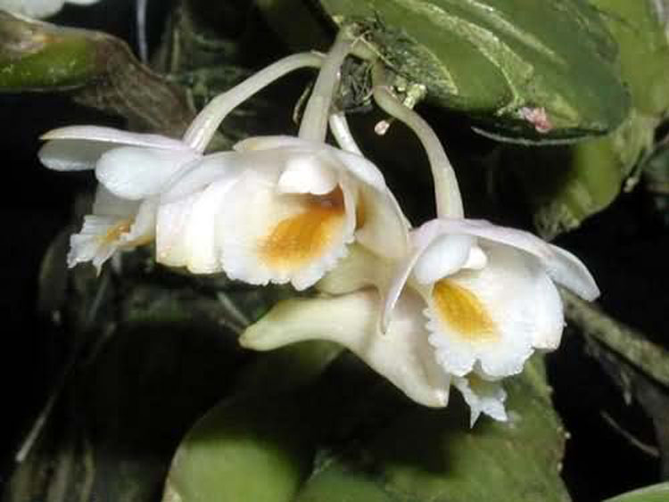 Dendrobium lamellatum thailand 1
