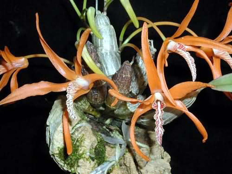 Dendrobium lanyiae 1