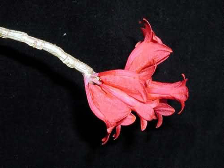 Dendrobium lawesii 2