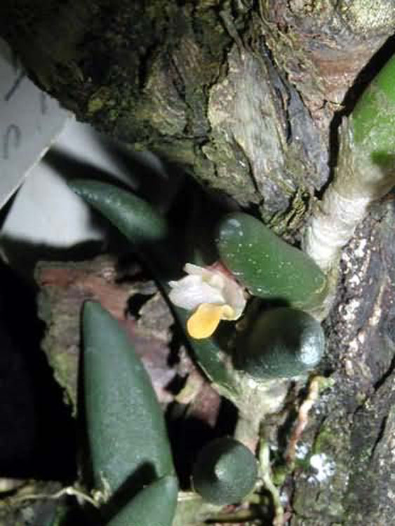 Dendrobium licheneastrum 2
