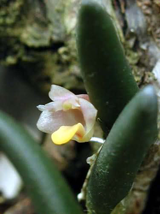 Dendrobium licheneastrum