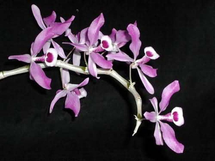 Dendrobium lituiflorum 1