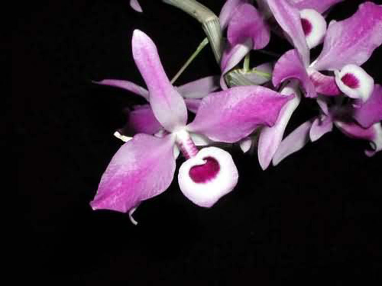 Dendrobium lituiflorum 4