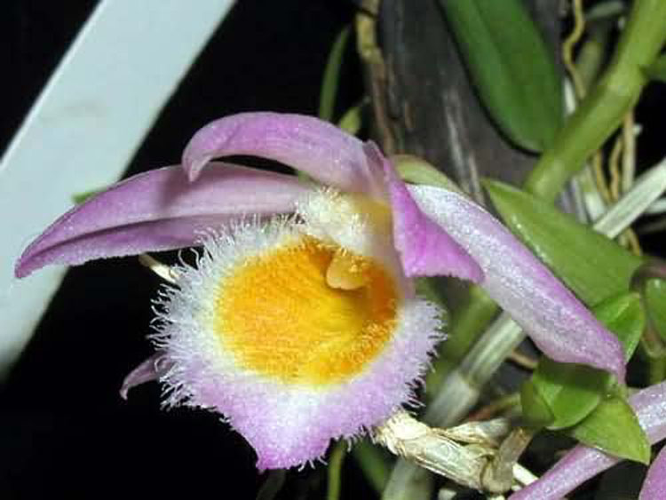 Dendrobium loddigesii 2