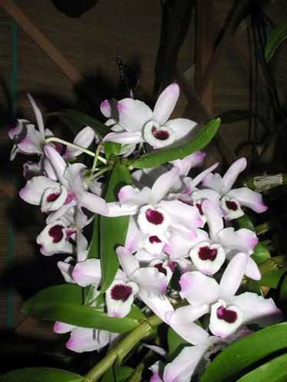 Dendrobium nobile 1