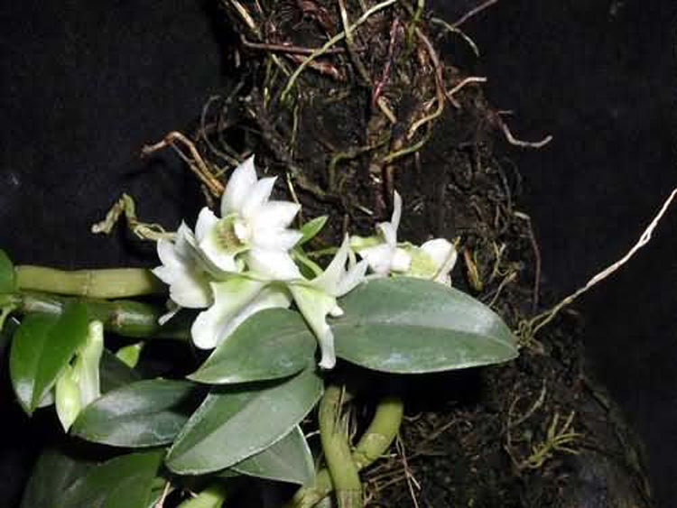 Dendrobium oligophyllum 1