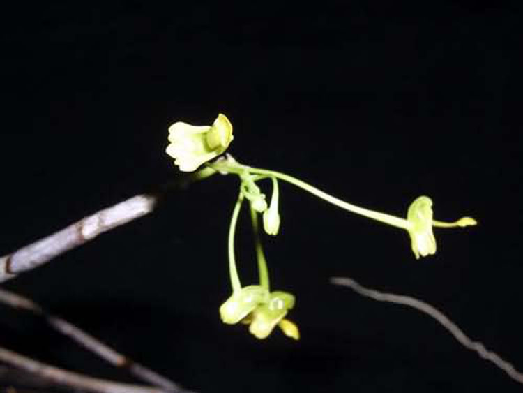 Dendrobium parcum 9