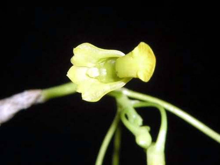 Dendrobium parcum