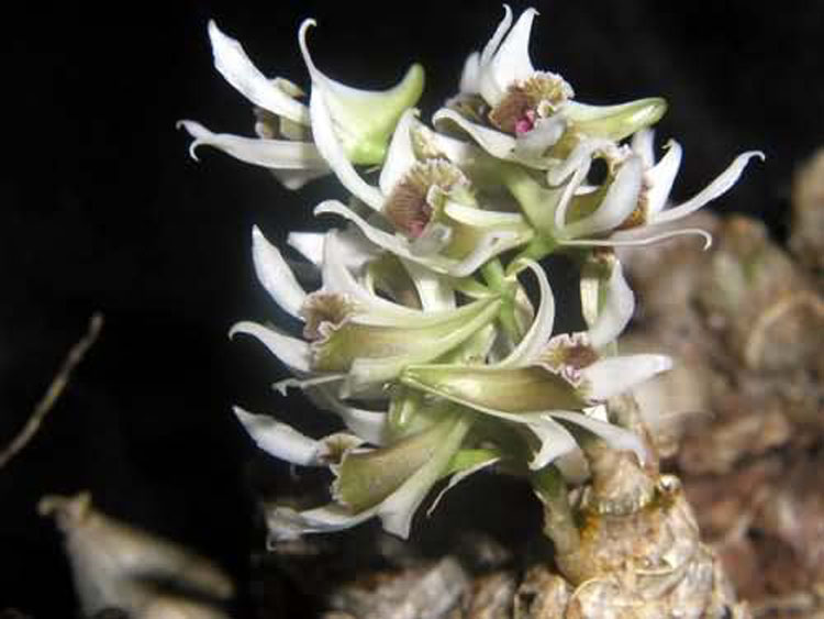 Dendrobium peguanum 4