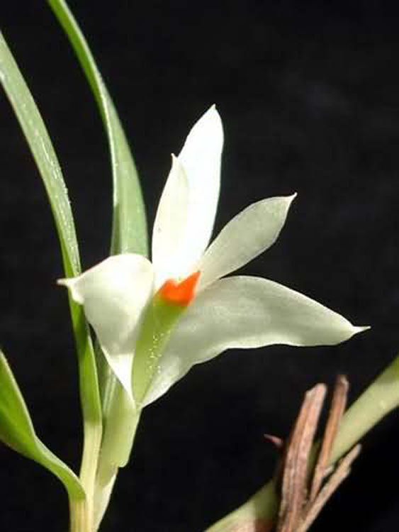 Dendrobium pentapterum