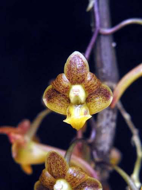 Dendrobium prianensae 1