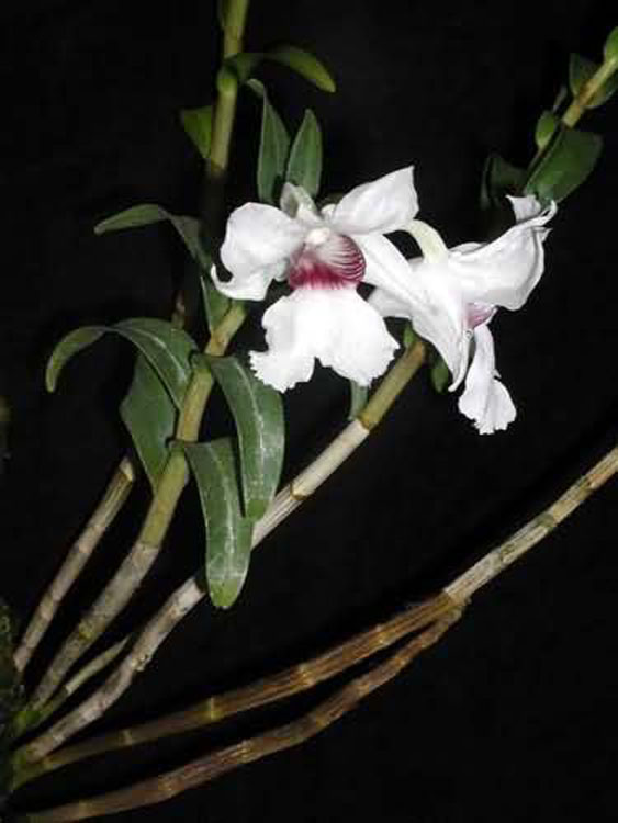 Dendrobium sanderae 3