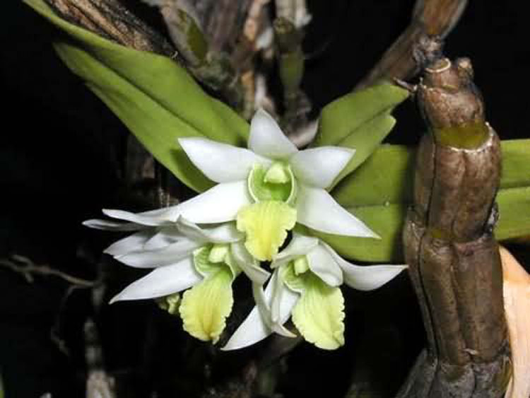 Dendrobium scabrilingue 1