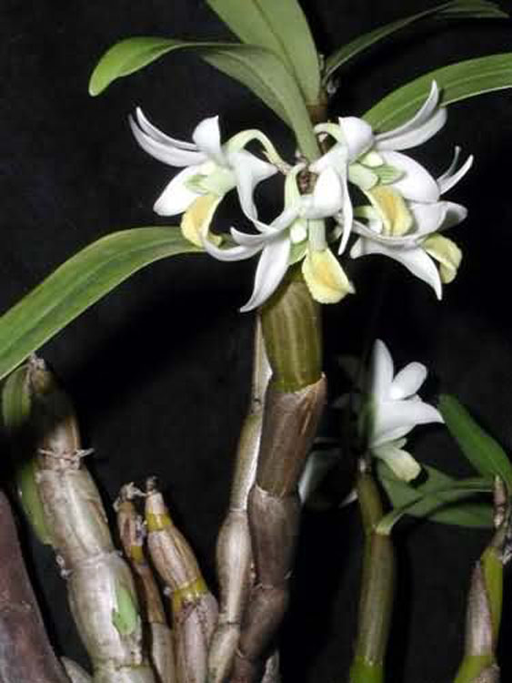 Dendrobium scabrilingue 2