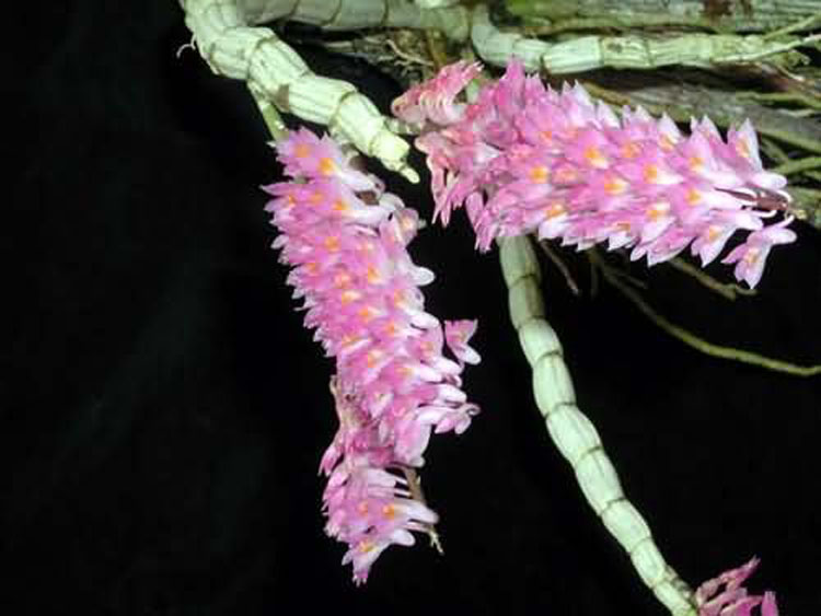 Dendrobium secundum 4