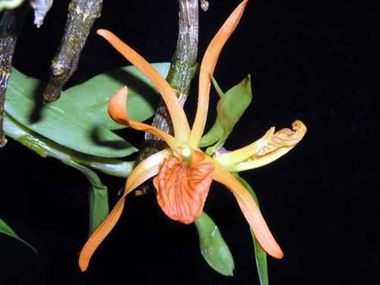 Dendrobium seidenfadenii 3