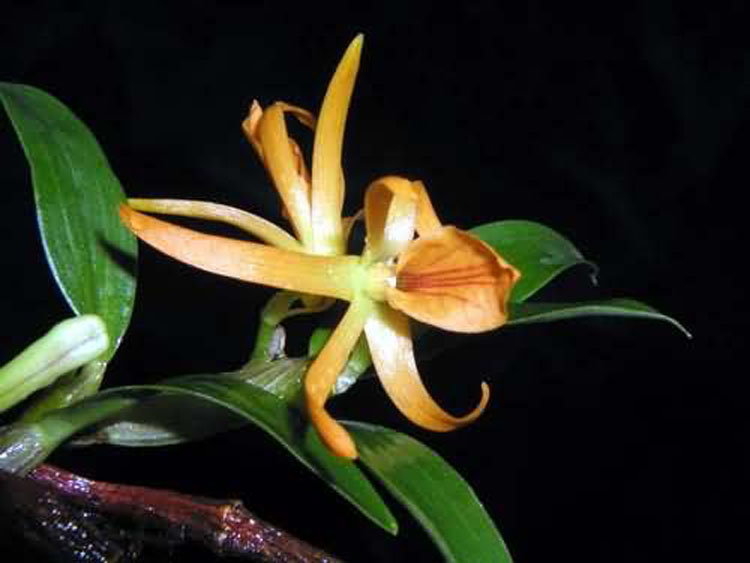 Dendrobium seidenfadenii 8