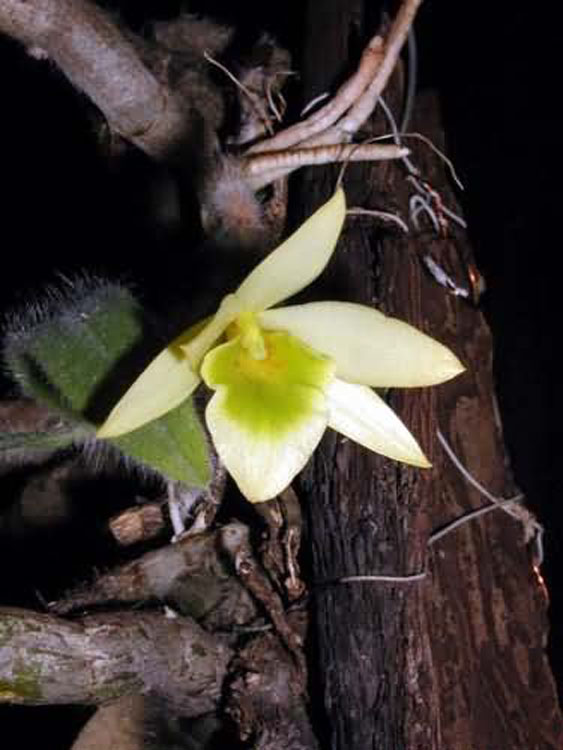 Dendrobium senile detail 1