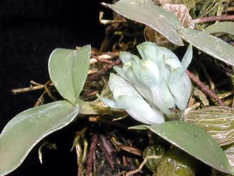 Dendrobium sp new guinea 2