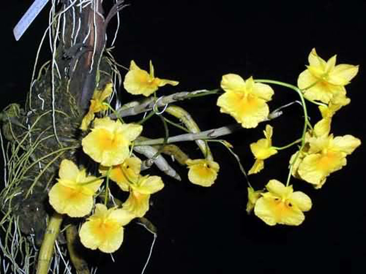 Dendrobium sukhakulii 1