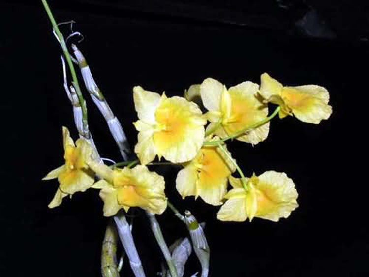 Dendrobium sukhakulii 3
