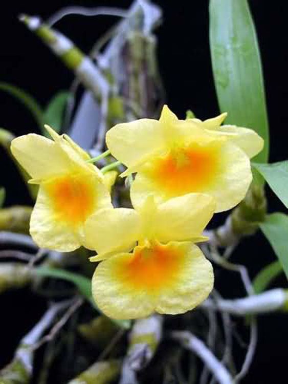 Dendrobium sukhakulii