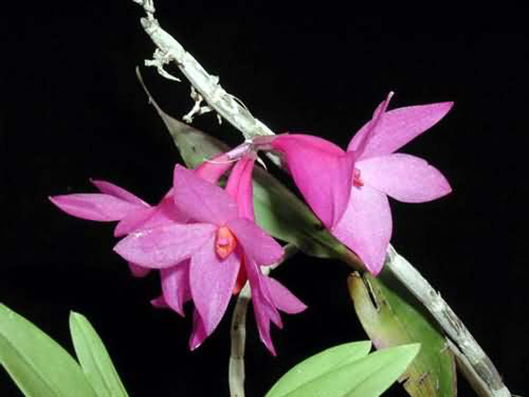 Dendrobium sulawesianum