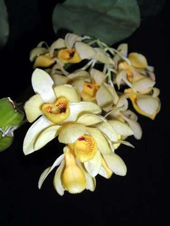 Dendrobium sulcatum 1
