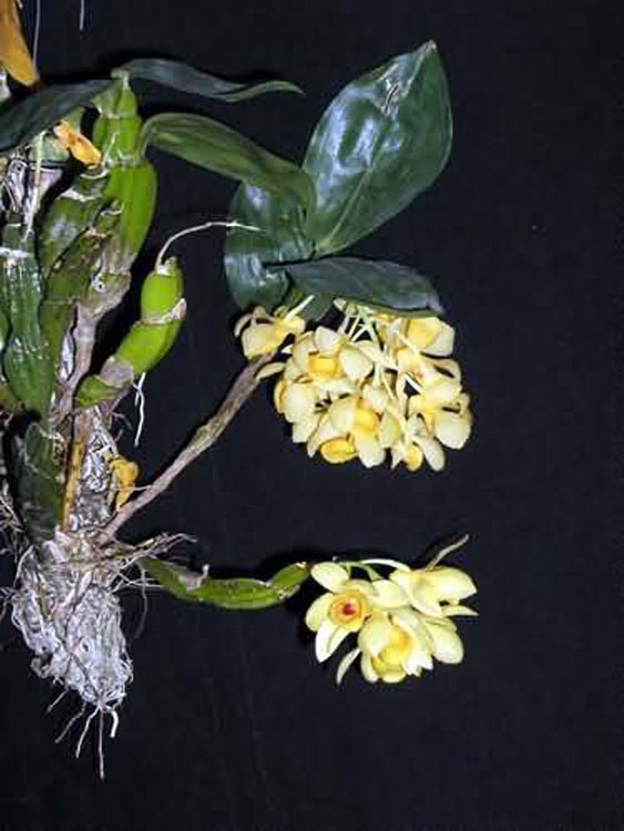 Dendrobium sulcatum 2