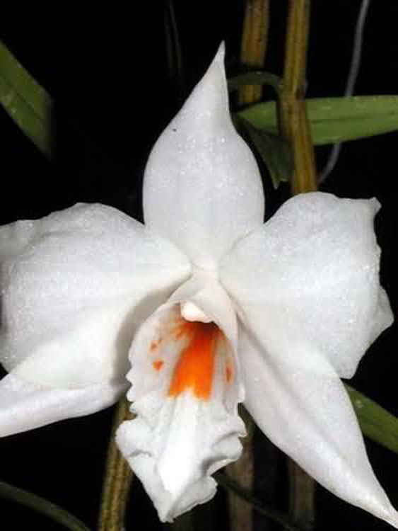Dendrobium watii 4