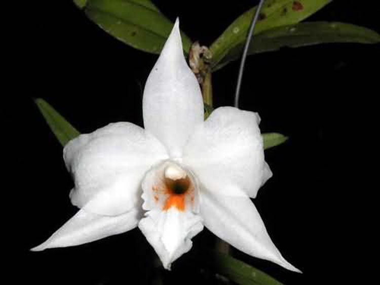 Dendrobium watii