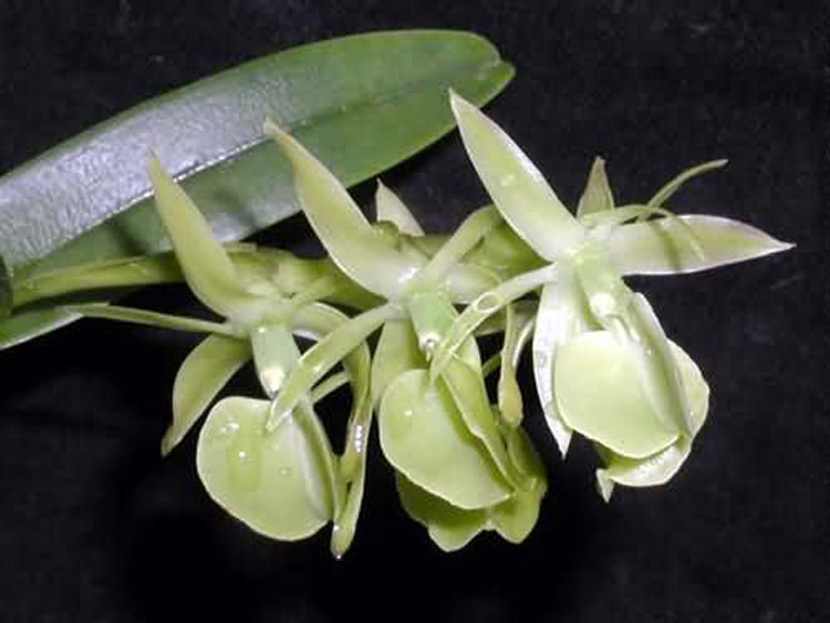 Epidendrum coriifolium 2