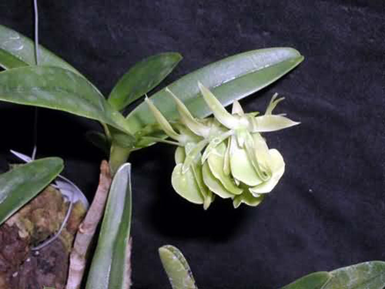 Epidendrum coriifolium