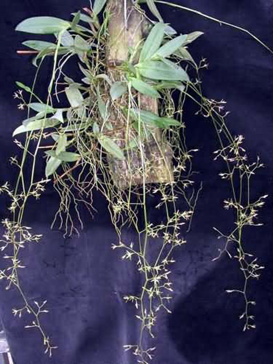 Epidendrum diffusum 1