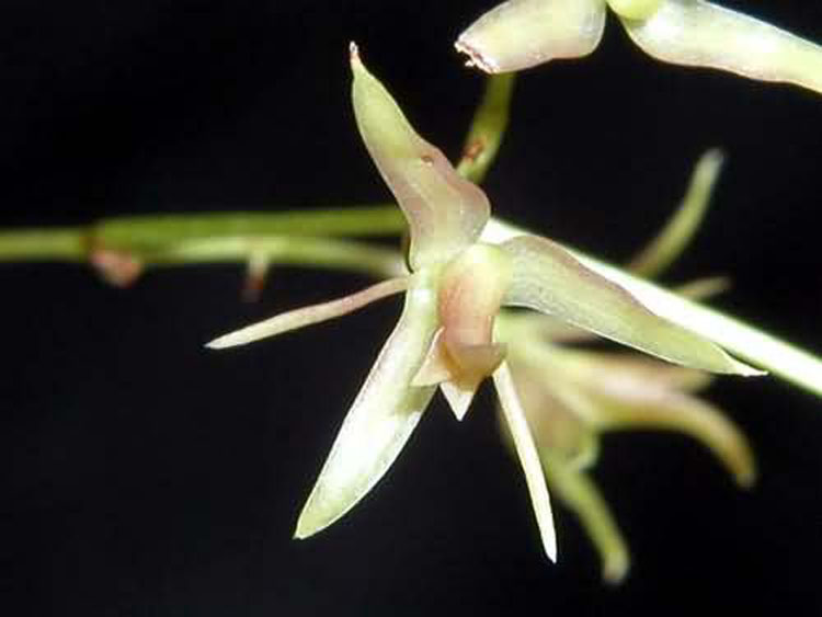 Epidendrum diffusum 6