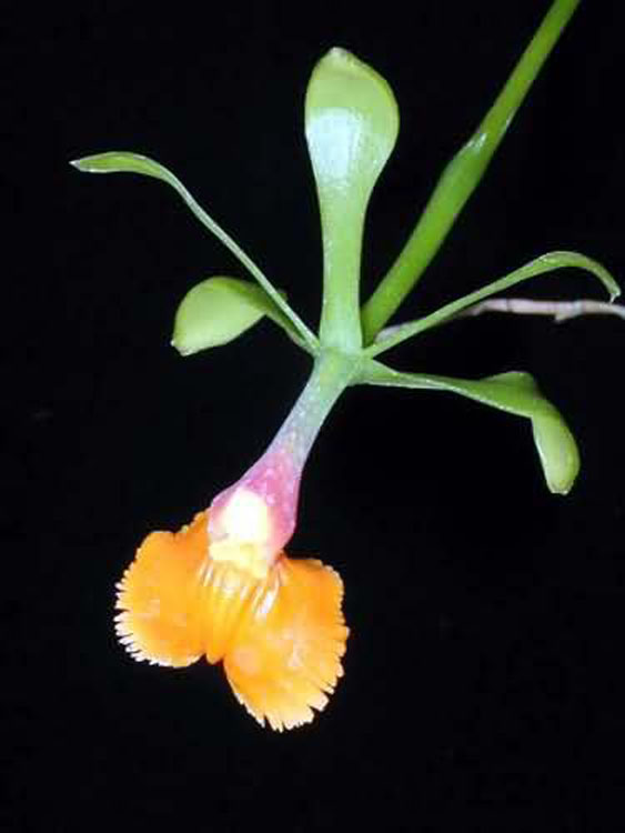 Epidendrum pseudoepidendrum 1
