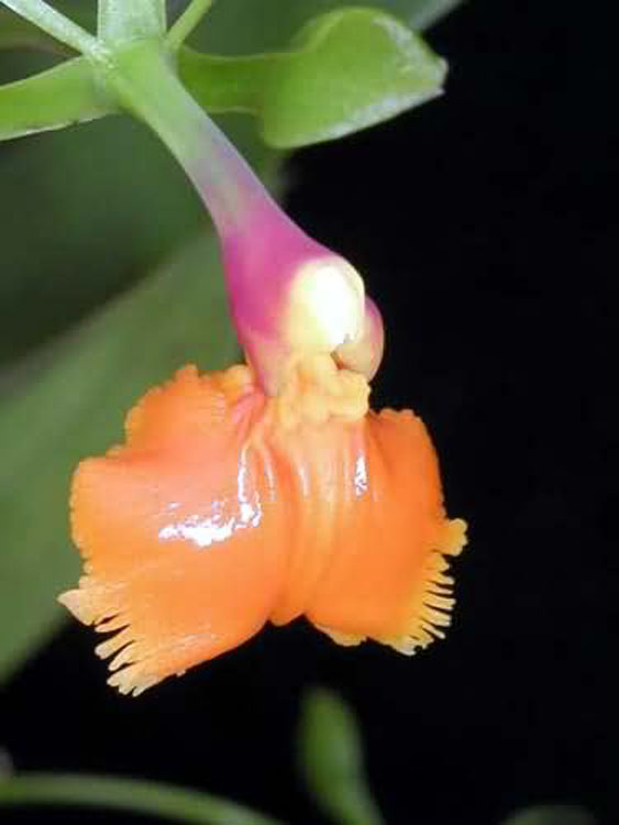 Epidendrum pseudoepidendrum 3