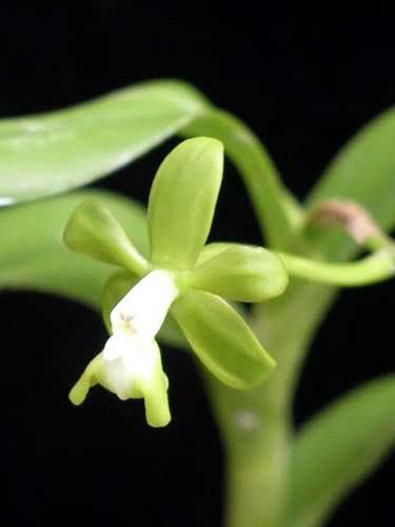 Epidendrum sp venezuela 6