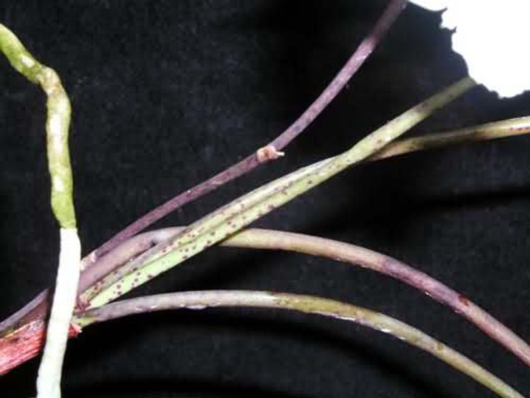 Holcoglossum subulifolium 5