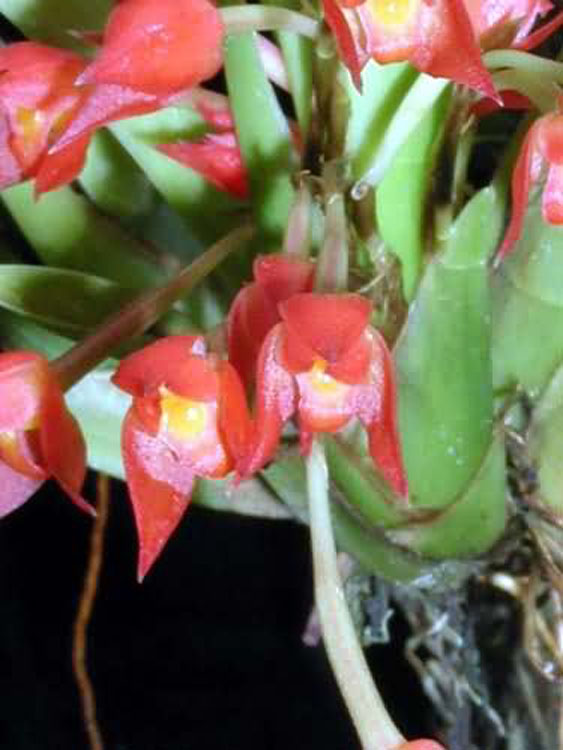 Maxillaria coccinea