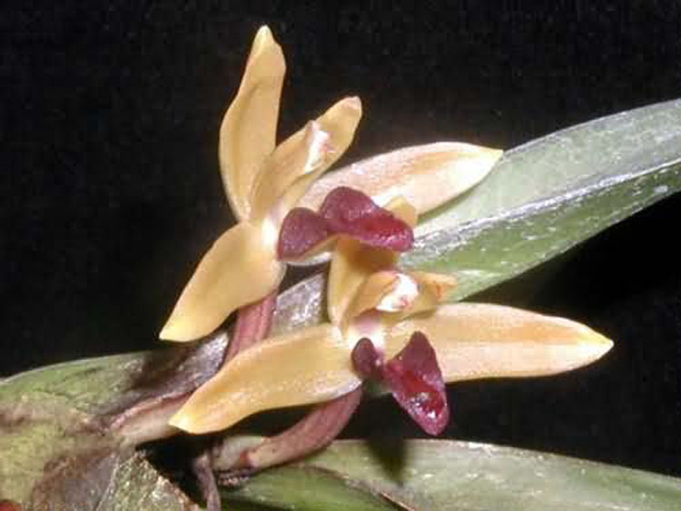 Maxillaria sp. ecuador